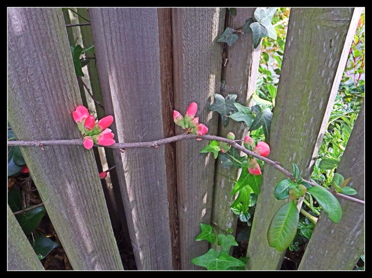 Fence and quince