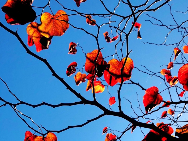 Orange leaves and Blue Sky