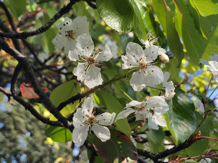 Pear blossoms 