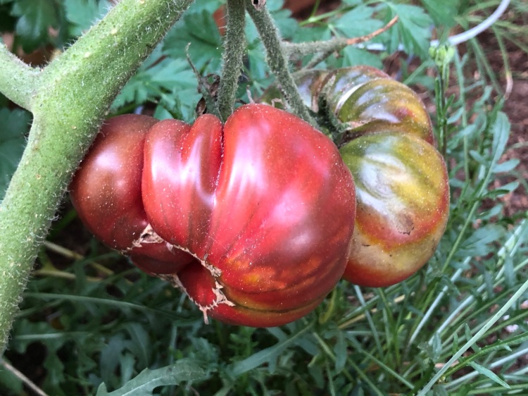 Big red tomatoes 