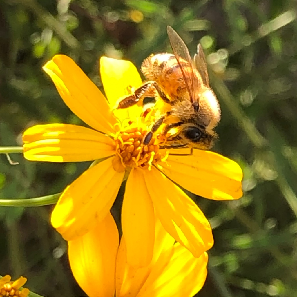 Bee on Marigolds 